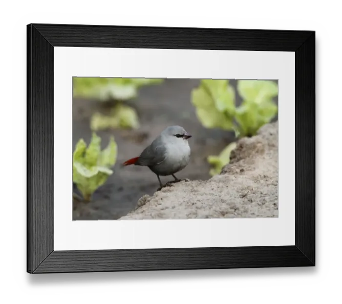 Framed Print : Lavender Waxbill (Estrilda caerulescens) adult, standing on ground, Gambia, january Framed Print : Lavender Waxbill (Estrilda caerulescens) adult, standing on ground, Gambia, january