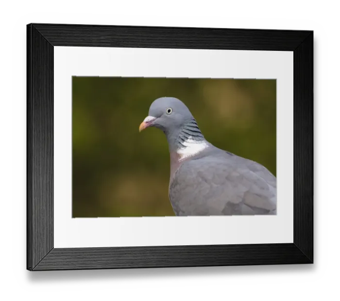 Framed Print : Wood Pigeon (Columba palumbus) adult, close-up of head and shoulders, Regent's Park, London, England, april Framed Print : Wood Pigeon (Columba palumbus) adult, close-up of head and shoulders, Regent's Park, London, England, april
