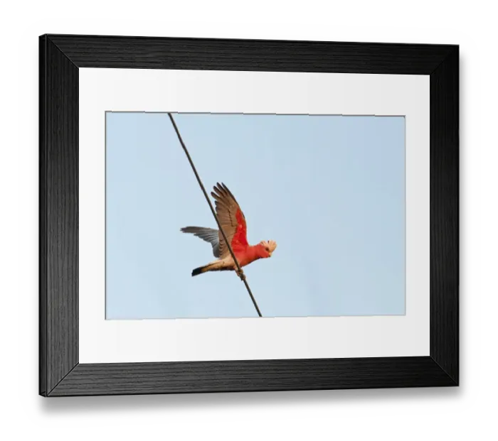 Framed Print : Galah (Eolophus roseicapillus) adult, with wings spread, perched on overhead wire, Queensland, Australia Framed Print : Galah (Eolophus roseicapillus) adult, with wings spread, perched on overhead wire, Queensland, Australia