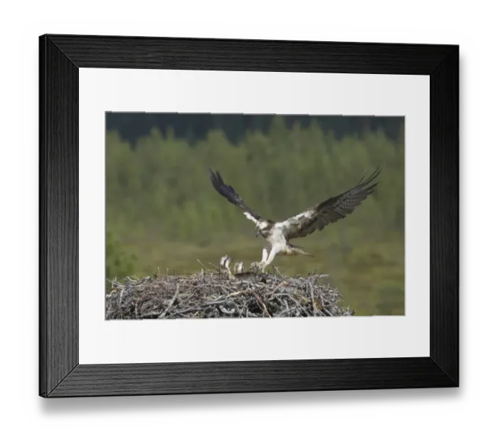 Framed Print : Osprey (Pandion haliaetus) adult female, in flight, with nesting material in talons, landing at nest with chicks, Finland Framed Print : Osprey (Pandion haliaetus) adult female, in flight, with nesting material in talons, landing at nest with chicks, Finland