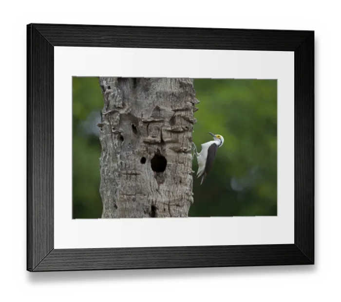 Framed Print : White Woodpecker (Melanerpes candidus) adult, clinging to tree trunk with hole, Pantanal, Mato Grosso, Brazil Framed Print : White Woodpecker (Melanerpes candidus) adult, clinging to tree trunk with hole, Pantanal, Mato Grosso, Brazil