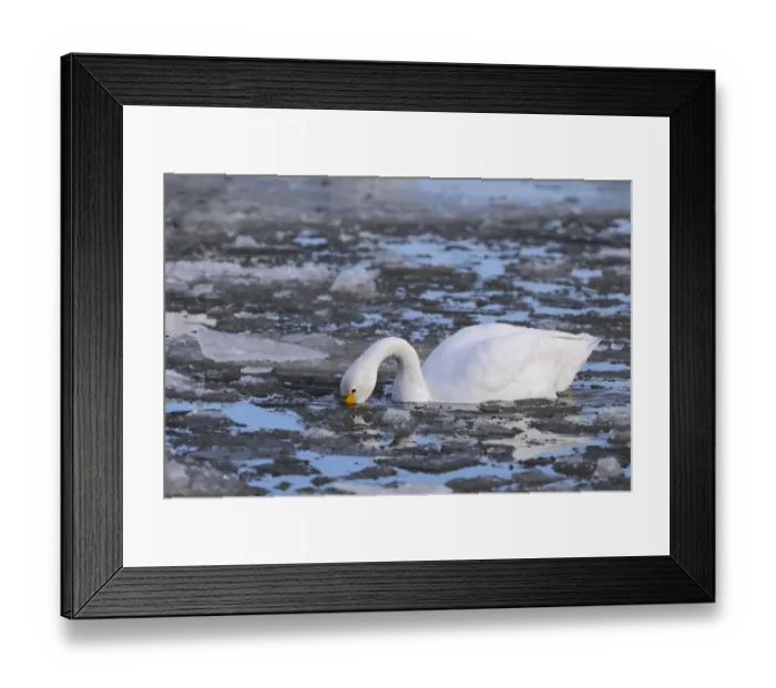 Framed Print : Bewick's Swan (Cygnus bewickii) adult, swimming, feeding amongst broken ice, Slimbridge, Gloucestershire, England, december Framed Print : Bewick's Swan (Cygnus bewickii) adult, swimming, feeding amongst broken ice, Slimbridge, Gloucestershire, England, december