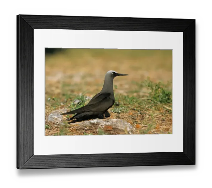 Framed Print : Black Noddy (Anous minutus) adult, standing on ground, Queensland, Australia Framed Print : Black Noddy (Anous minutus) adult, standing on ground, Queensland, Australia