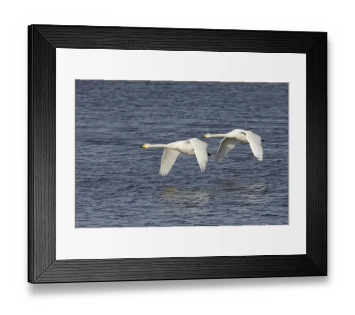 Framed Print : Whooper Swan (Cygnus cygnus) adult pair, in flight over water, Welney W. W. T. Reserve, Ouse Washes, Norfolk, England, winter