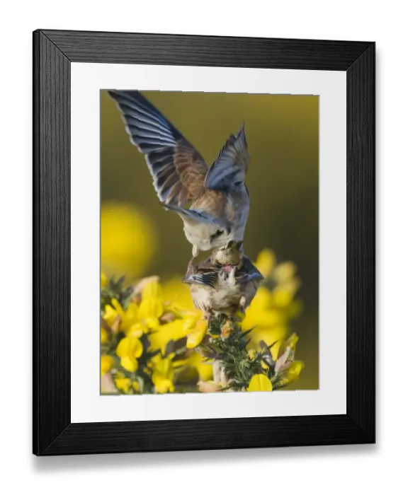 Framed Print : Eurasian Linnet (Carduelis cannabina) adult pair, mating, female showing cloaca, perched on flowering gorse, Norfolk, England, april Framed Print : Eurasian Linnet (Carduelis cannabina) adult pair, mating, female showing cloaca, perched on flowering gorse, Norfolk, England, april