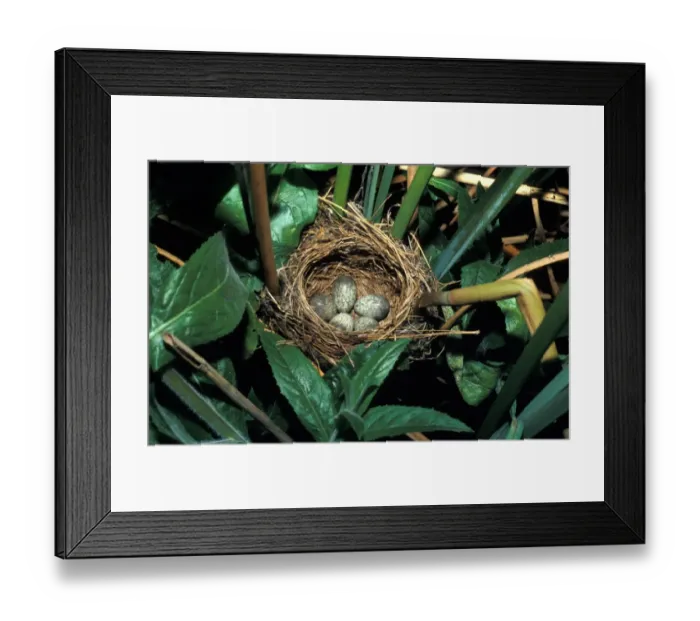 Framed Print : Warbler Reed (Acrocephalus scirpaceus) Eggs in nest Framed Print : Warbler Reed (Acrocephalus scirpaceus) Eggs in nest