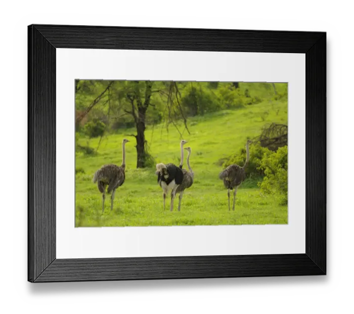 Framed Print : Ostrich (Struthio camelus) adult male and females, standing in habitat, Ruaha N. P. Tanzania Framed Print : Ostrich (Struthio camelus) adult male and females, standing in habitat, Ruaha N. P. Tanzania