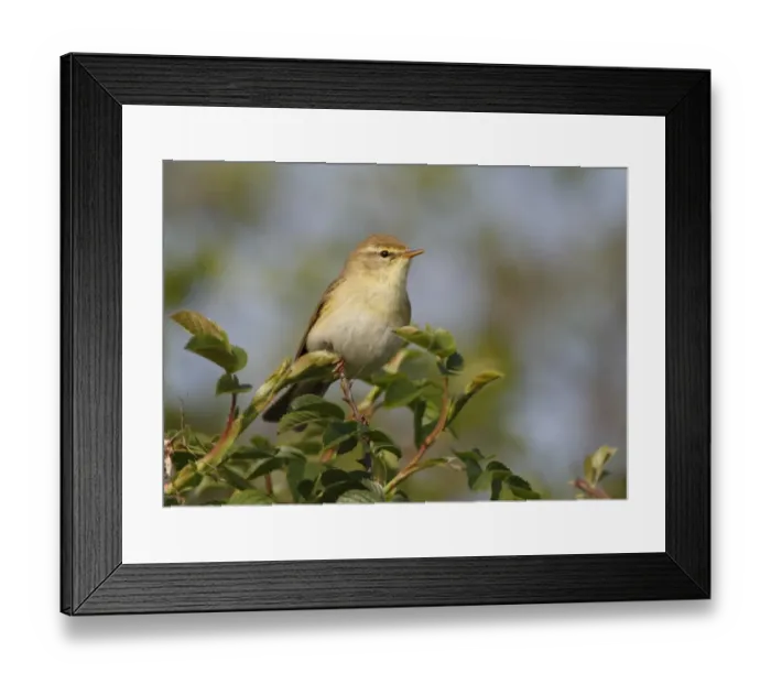 Framed Print : Willow Warbler (Phylloscopus trochilus) adult, perched in bush, Leicestershire, England, april Framed Print : Willow Warbler (Phylloscopus trochilus) adult, perched in bush, Leicestershire, England, april