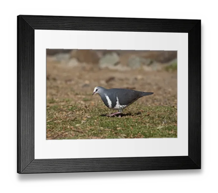 Framed Print : Wonga Pigeon (Leucosarcia melanoleuca) adult, foraging on ground, Lamington N. P. Queensland, Australia Framed Print : Wonga Pigeon (Leucosarcia melanoleuca) adult, foraging on ground, Lamington N. P. Queensland, Australia