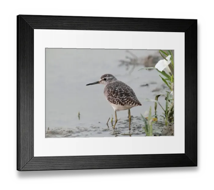 Framed Print : Wood Sandpiper (Tringa glareola) adult, standing in shallow water, Long Valley, Hong Kong, China, october Framed Print : Wood Sandpiper (Tringa glareola) adult, standing in shallow water, Long Valley, Hong Kong, China, october