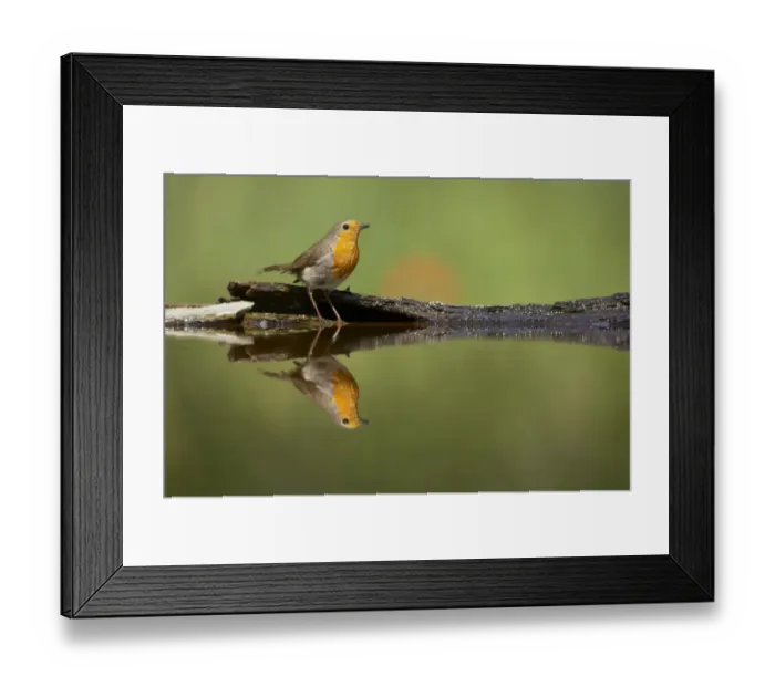 Framed Print : European Robin (Erithacus rubecula) adult, standing at edge of forest pool, Hungary Framed Print : European Robin (Erithacus rubecula) adult, standing at edge of forest pool, Hungary