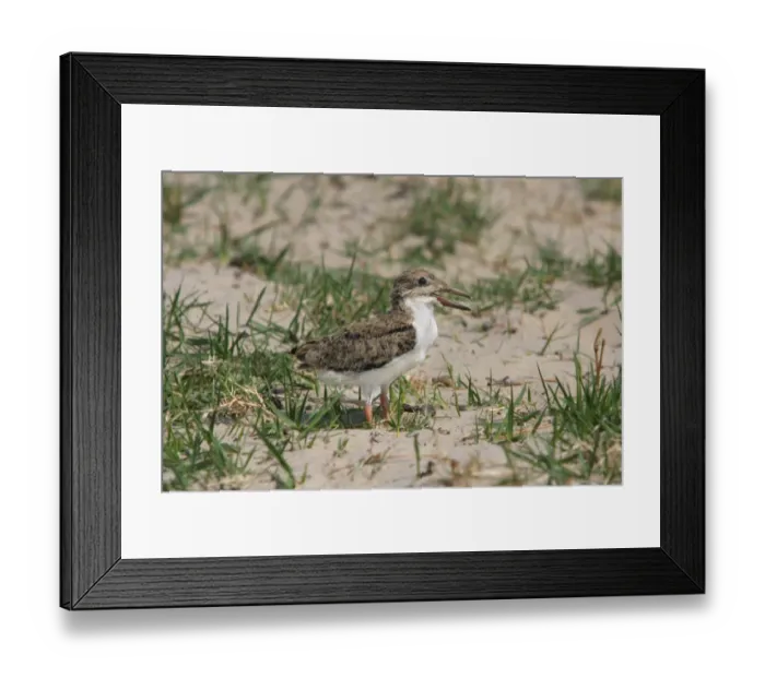 Framed Print : African Skimmer (Rynchops flavirostris) chick, standing on sandbank, Okavango Delta, Botswana Framed Print : African Skimmer (Rynchops flavirostris) chick, standing on sandbank, Okavango Delta, Botswana