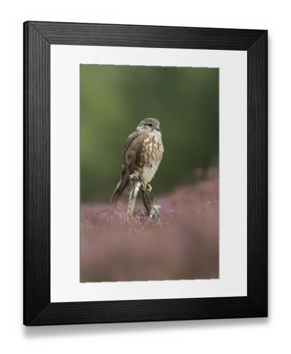 Framed Print : Merlin (Falco columbarius) adult female, perched on stump amongst flowering heather on moorland, Peak District, Derbyshire, England, october Framed Print : Merlin (Falco columbarius) adult female, perched on stump amongst flowering heather on moorland, Peak District, Derbyshire, England, october