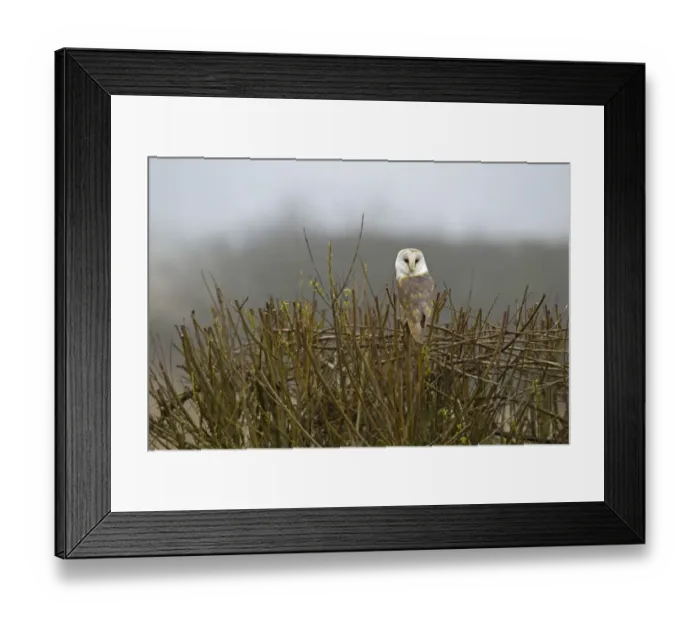 Framed Print : Barn Owl (Tyto alba) adult, perched on cut hedge in fog, Leicestershire, England, march Framed Print : Barn Owl (Tyto alba) adult, perched on cut hedge in fog, Leicestershire, England, march