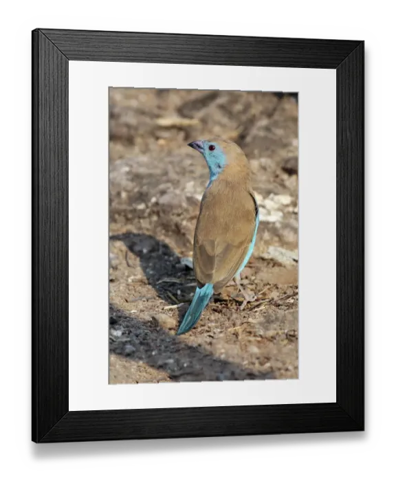 Framed Print : Blue Waxbill (Uraeginthus angolensis) adult, foraging on ground, Livingstone, Zambia, october