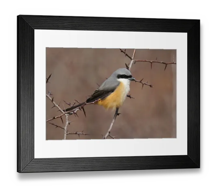 Framed Print : Grey-backed Shrike (Lanius tephronotus) adult, perched in thorn bush, Yunnan, China, april Framed Print : Grey-backed Shrike (Lanius tephronotus) adult, perched in thorn bush, Yunnan, China, april