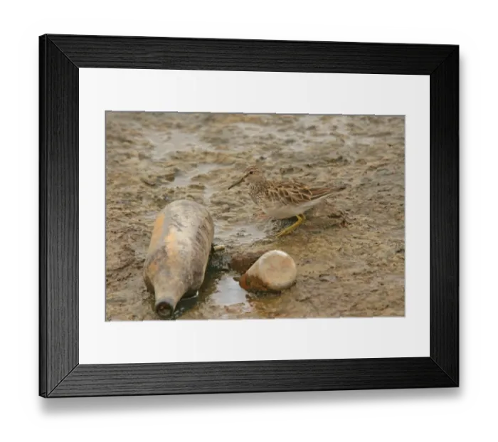 Framed Print : Pectoral Sandpiper (Calidris melanotos) juvenile, standing on mud near discarded bottles, Costanera Sur, Rio de la Plata, Buenos Aires Province, Argentina, october