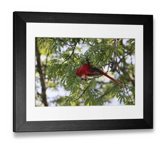 Framed Print : Scarlet Macaw (Ara macao) adult, hanging upside-down in tree, Costa Rica, february Framed Print : Scarlet Macaw (Ara macao) adult, hanging upside-down in tree, Costa Rica, february