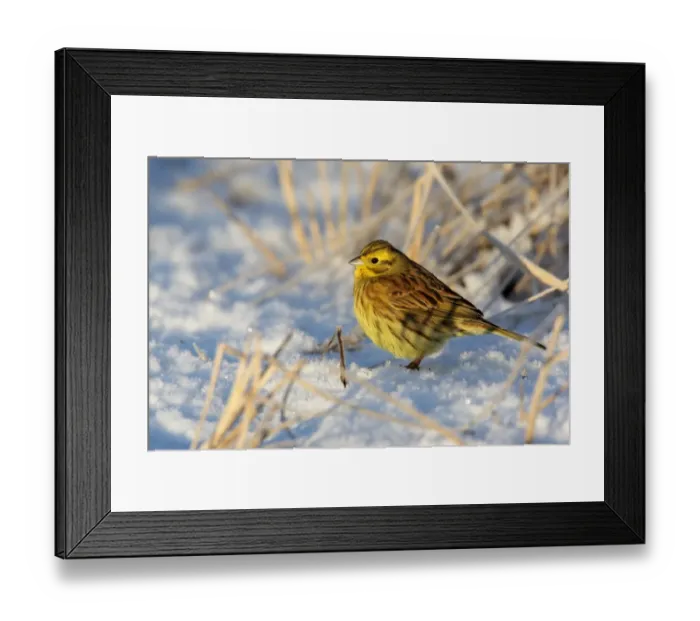 Framed Print : Yellowhammer (Emberiza citrinella) adult male, standing on snow, Lothian, Scotland, january Framed Print : Yellowhammer (Emberiza citrinella) adult male, standing on snow, Lothian, Scotland, january