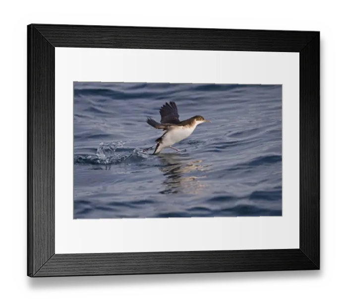 Framed Print : Manx Shearwater (Puffinus puffinus) adult, taking off from sea, St. Bride's Bay, off Skomer Island, Pembrokeshire, Wales, july Framed Print : Manx Shearwater (Puffinus puffinus) adult, taking off from sea, St. Bride's Bay, off Skomer Island, Pembrokeshire, Wales, july
