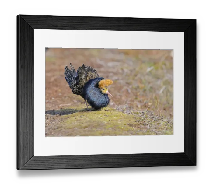 Framed Print : Ruff (Philomachus pugnax) adult male, breeding plumage, displaying at lek, Varanger, Norway, may Framed Print : Ruff (Philomachus pugnax) adult male, breeding plumage, displaying at lek, Varanger, Norway, may