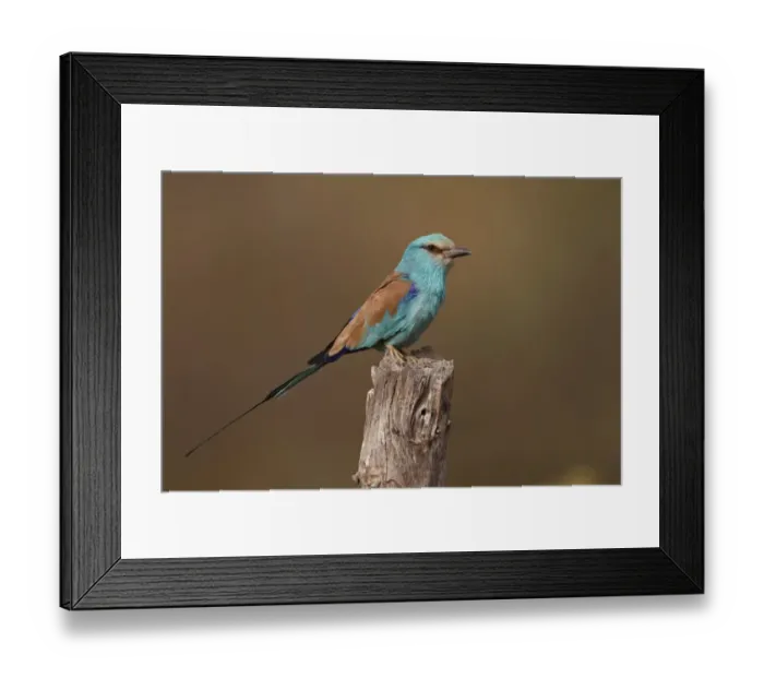 Framed Print : Abyssinian Roller (Coracias abyssinica) adult, perched on stump, Senegal, january Framed Print : Abyssinian Roller (Coracias abyssinica) adult, perched on stump, Senegal, january