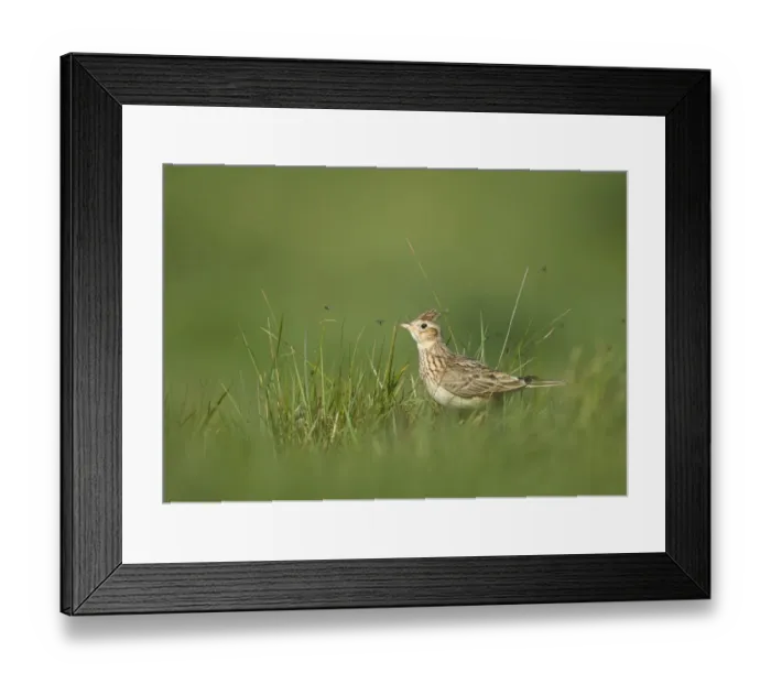 Framed Print : Skylark (Alauda arvensis) adult, standing in grass with insects, Kelling, Norfolk, England, april