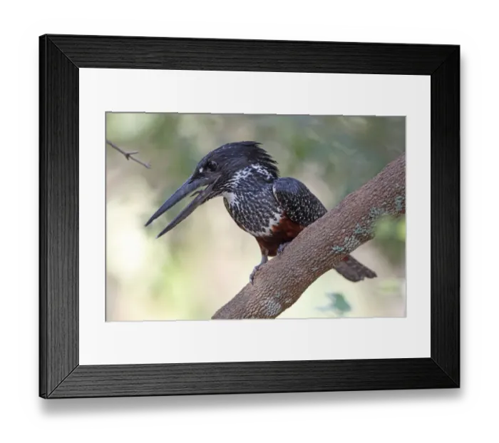 Framed Print : Giant Kingfisher (Megaceryle maxima) adult, with beak open, perched on branch, Gambia, january