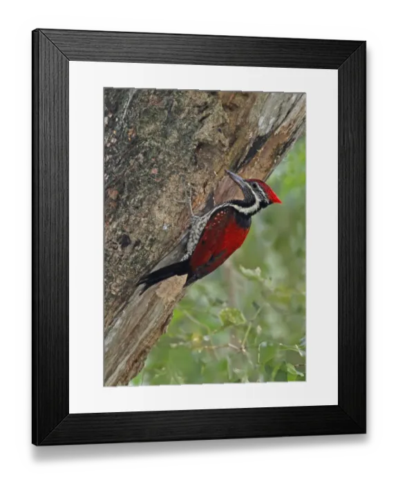 Framed Print : Black-rumped Flameback (Dinopium benghalense) adult male, at nesthole in tree trunk, Sri Lanka Framed Print : Black-rumped Flameback (Dinopium benghalense) adult male, at nesthole in tree trunk, Sri Lanka