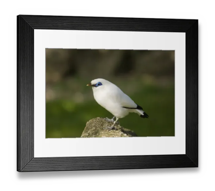 Framed Print : Bali Starling (Leucopsar rothschildi) adult (captive)