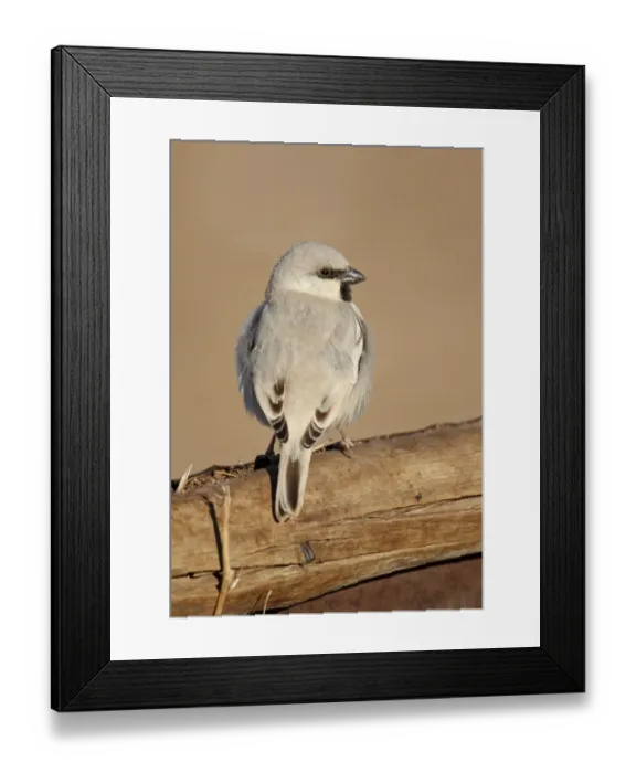 Framed Print : Desert Sparrow (Passer simplex) adult male, perched on wooden camel feeder, Erg Chebbi, Morocco, february Framed Print : Desert Sparrow (Passer simplex) adult male, perched on wooden camel feeder, Erg Chebbi, Morocco, february