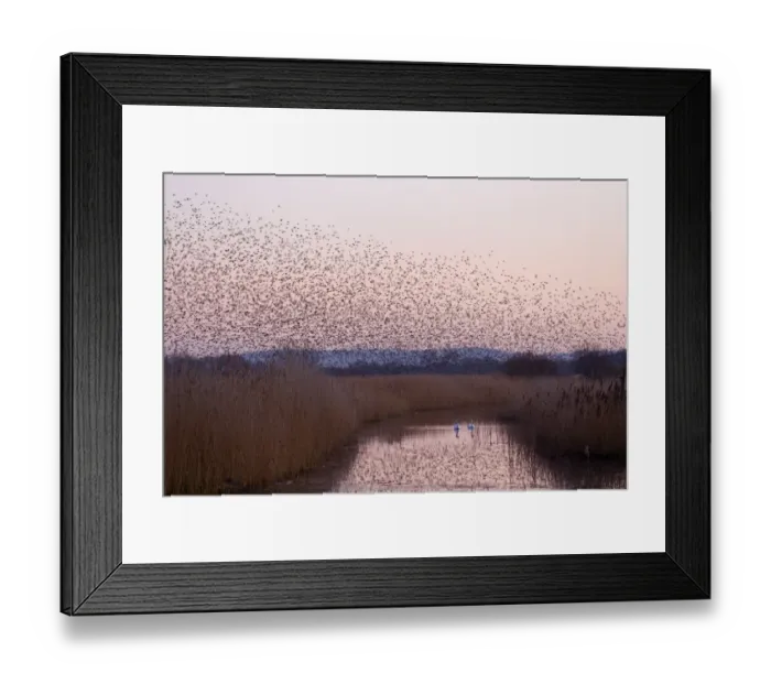 Framed Print : Common Starling (Sturnus vulgaris) flock, in roosting flight, over reedbed habitat with Mute Swans (Cygnus olor) on water at sunset, Somerset, England, january Framed Print : Common Starling (Sturnus vulgaris) flock, in roosting flight, over reedbed habitat with Mute Swans (Cygnus olor) on water at sunset, Somerset, England, january