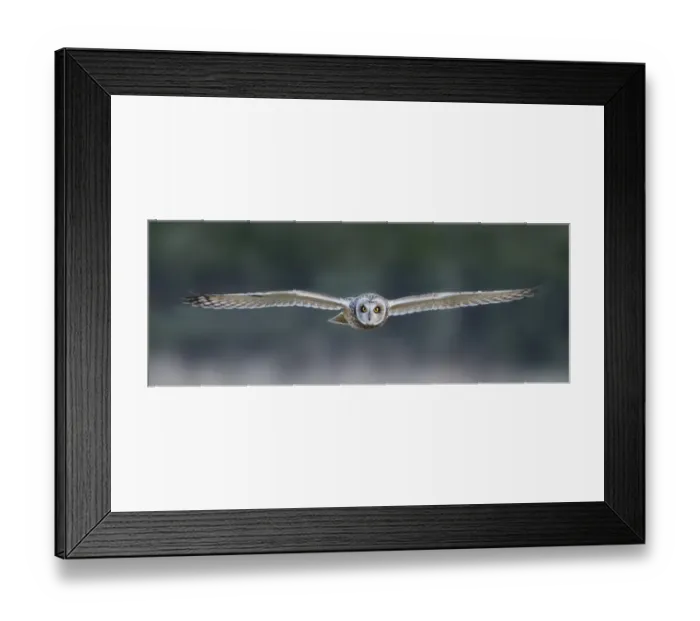 Framed Print : Short-eared Owl (Asio flammeus) adult, in flight, hunting over meadow, Leicestershire, England, december Framed Print : Short-eared Owl (Asio flammeus) adult, in flight, hunting over meadow, Leicestershire, England, december