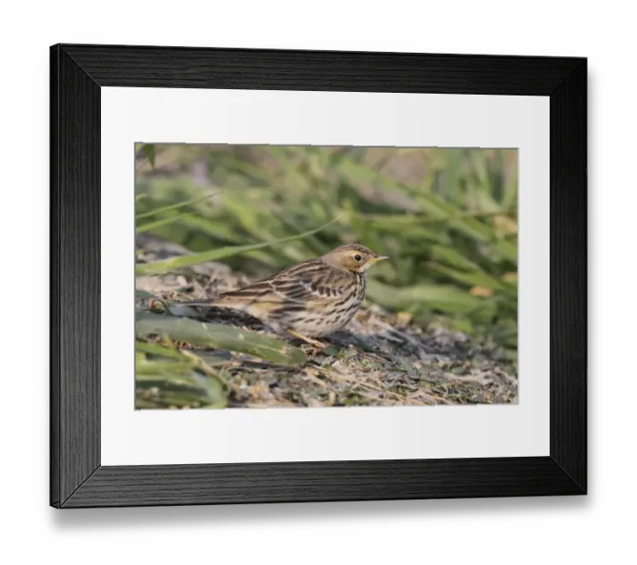 Framed Print : Red-throated Pipit (Anthus cervinus) adult, non-breeding plumage, standing amongst weeds, Hong Kong, China, january Framed Print : Red-throated Pipit (Anthus cervinus) adult, non-breeding plumage, standing amongst weeds, Hong Kong, China, january