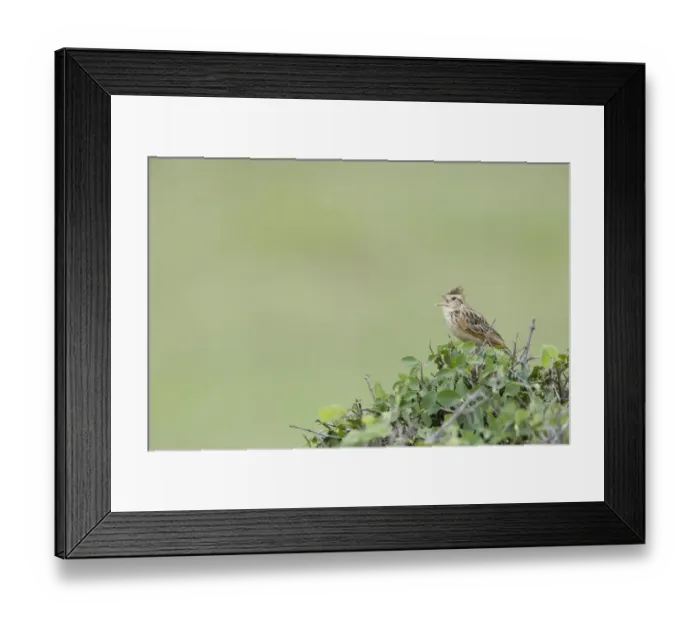 Framed Print : Rufous-naped Lark (Mirafra africana) adult, calling, perched in bush, Masai Mara, Kenya