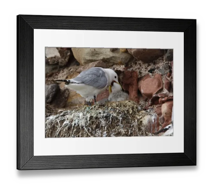 Framed Print : Kittiwake (Rissa tridactyla) adult feeding chick, nesting colony on red sandstone castle wall, Dunbar Castle, Dunbar Harbour, East Lothian, Scotland, july Framed Print : Kittiwake (Rissa tridactyla) adult feeding chick, nesting colony on red sandstone castle wall, Dunbar Castle, Dunbar Harbour, East Lothian, Scotland, july