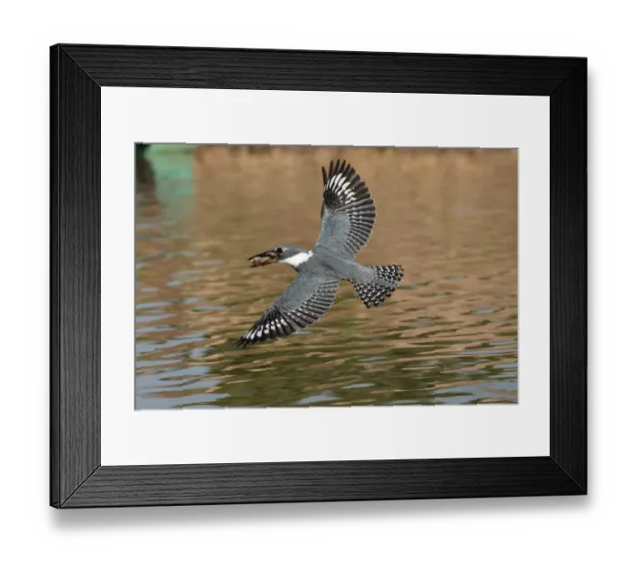Framed Print : Ringed Kingfisher (Megaceryle torquata) adult, with fish in beak, in flight over water, Transpantaneira, Mato Grosso, Brazil, september