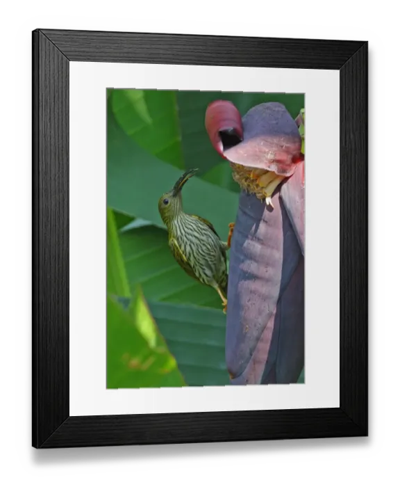 Framed Print : Streaked Spiderhunter (Arachnothera magna musarum) adult, feeding at banana flower, Kaeng Krachan N. P. Thailand, february Framed Print : Streaked Spiderhunter (Arachnothera magna musarum) adult, feeding at banana flower, Kaeng Krachan N. P. Thailand, february