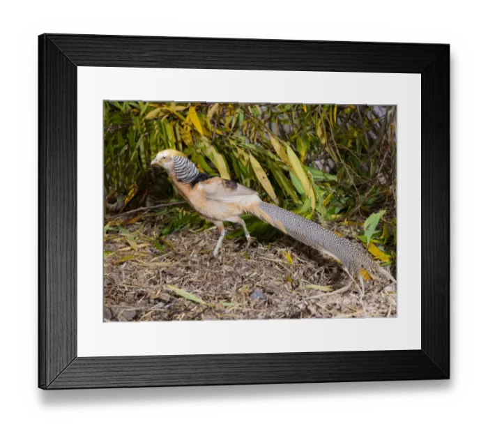 Framed Print : Ghigi's Golden Pheasant (Chrysolophus pictus) yellow colour mutation, adult male, walking, Whitewell, Lancashire, England, november (captive) Framed Print : Ghigi's Golden Pheasant (Chrysolophus pictus) yellow colour mutation, adult male, walking, Whitewell, Lancashire, England, november (captive)