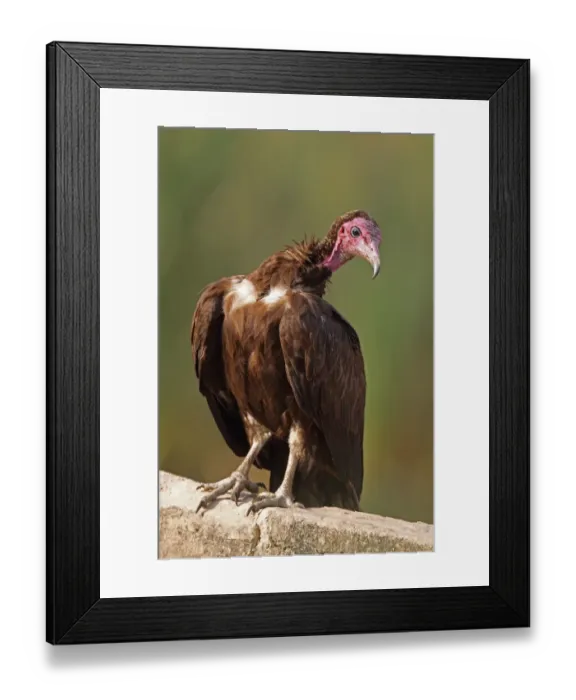 Framed Print : Hooded Vulture (Necrosyrtes monachus) adult, standing on wall, Gambia, january