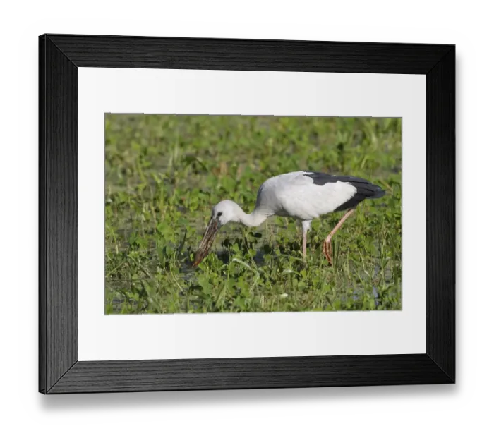 Framed Print : Asian Open-billed Stork (Anastomus oscitans) adult, feeding in swamp, Sri Lanka Framed Print : Asian Open-billed Stork (Anastomus oscitans) adult, feeding in swamp, Sri Lanka