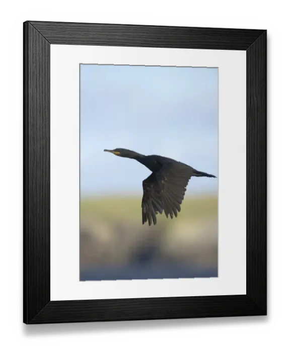 Framed Print : European Shag (Phalacrocorax aristotelis) adult, in flight, Shetland Islands, Scotland, september Framed Print : European Shag (Phalacrocorax aristotelis) adult, in flight, Shetland Islands, Scotland, september