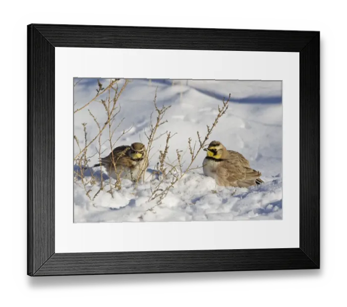 Framed Print : Shore Lark (Eremophila alpestris) two adult males, feeding on seeds in snow, Bosque del Apache National Wildlife Refuge, New Mexico, U. S. A. december