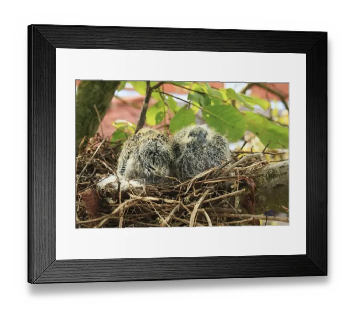 Framed Print : Wood Pigeon (Columba palumbus) two chicks, sitting in nest, on branch of Common Walnut (Juglans regia) tree in garden, Suffolk, England, september