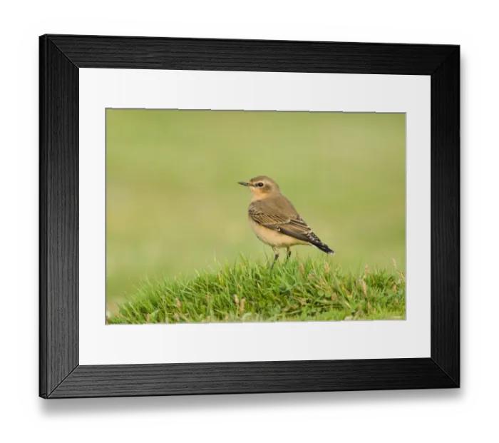 Framed Print : Northern Wheatear (Oenanthe oenanthe) adult, winter plumage, migrant standing on grass, Salthouse, Norfolk, England, september Framed Print : Northern Wheatear (Oenanthe oenanthe) adult, winter plumage, migrant standing on grass, Salthouse, Norfolk, England, september