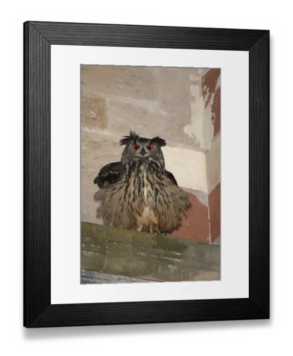 Framed Print : Eurasian Eagle-owl (Bubo bubo) adult, roosting on ledge of city cathedral, Trier, Rhineland-Palatinate, Germany, may