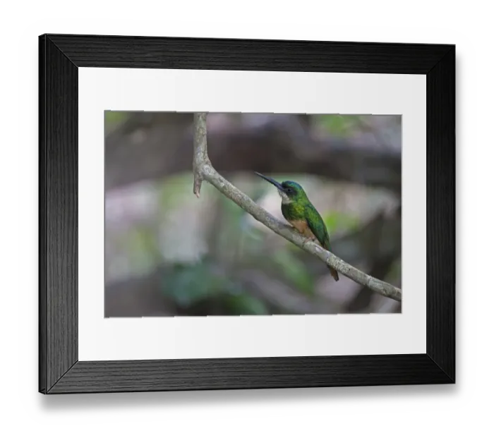 Framed Print : Rufous-tailed Jacamar (Galbula ruficauda) adult male, perched on twig, Pantanal, Mato Grosso, Brazil Framed Print : Rufous-tailed Jacamar (Galbula ruficauda) adult male, perched on twig, Pantanal, Mato Grosso, Brazil