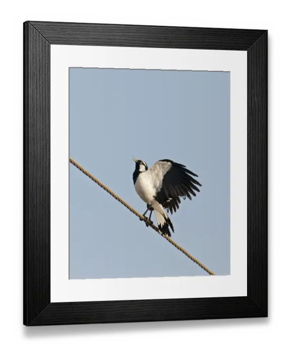 Framed Print : Australian Magpie-lark (Grallina cyanoleuca) adult male, calling and displaying, perched on overhead wire, Queensland, Australia Framed Print : Australian Magpie-lark (Grallina cyanoleuca) adult male, calling and displaying, perched on overhead wire, Queensland, Australia