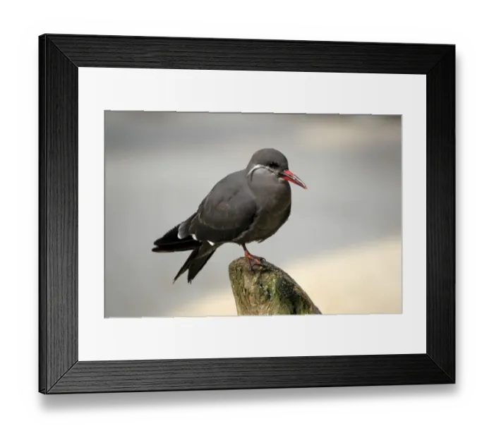 Framed Print : Inca Tern (Larosterna inca) immature, standing on post, captive Framed Print : Inca Tern (Larosterna inca) immature, standing on post, captive