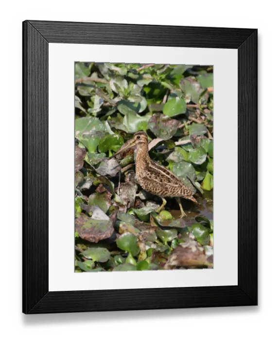 Framed Print : Pintail Snipe (Gallinago stenura) adult, foraging on mud amongst Water Hyacinths (Eichhornia sp. ) in marsh, Dibru-Saikhowa N. P. Assam, India, february